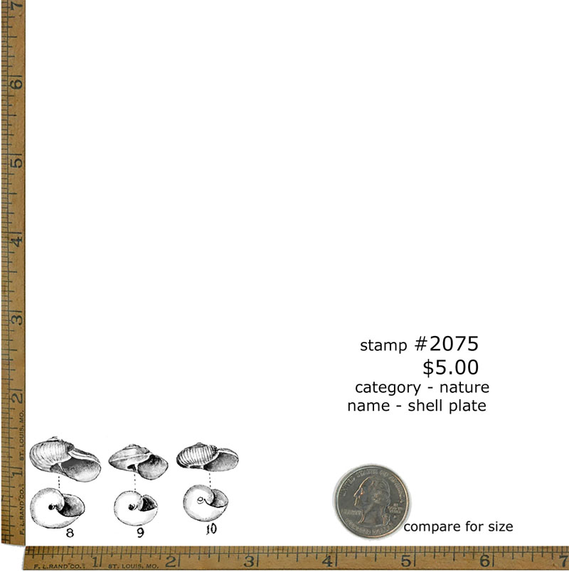 #2075 - Shell Plate - Nature